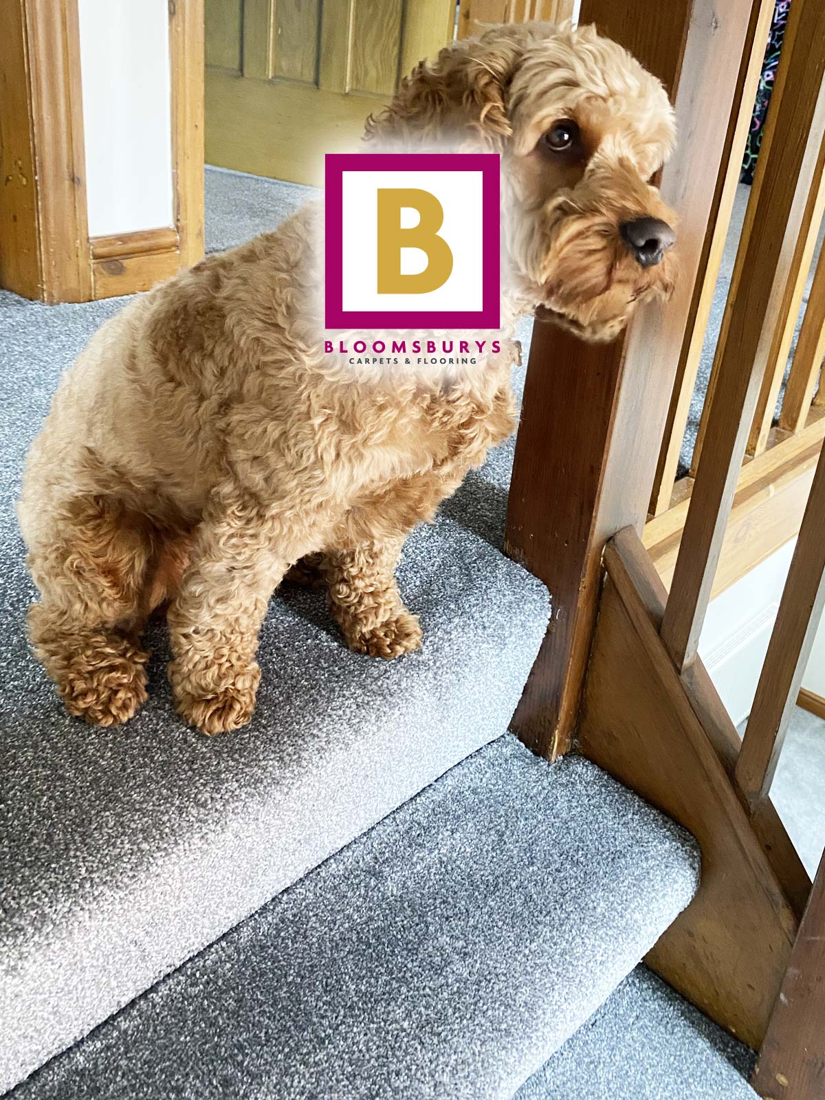 Cockapoo Approved Stair Carpet, Hall and Landing Fitted