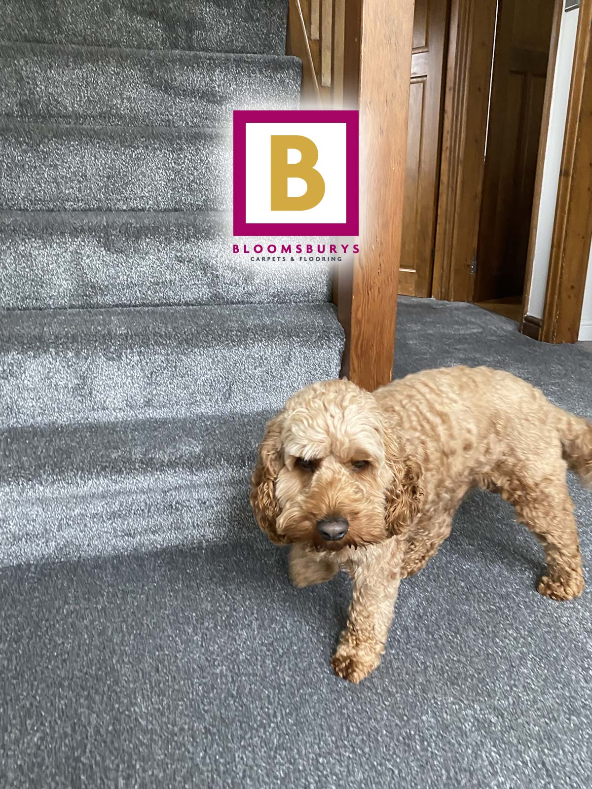 Cockapoo Approved Stair Carpet, Hall and Landing Fitted